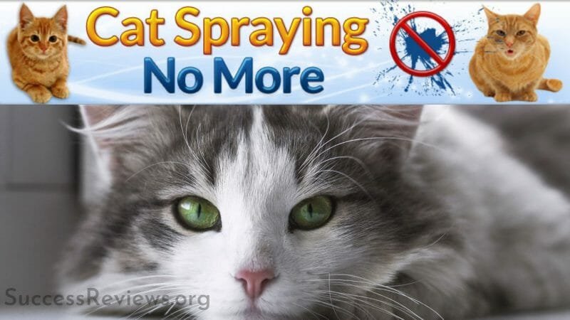 Cat Spraying No More Conclusion